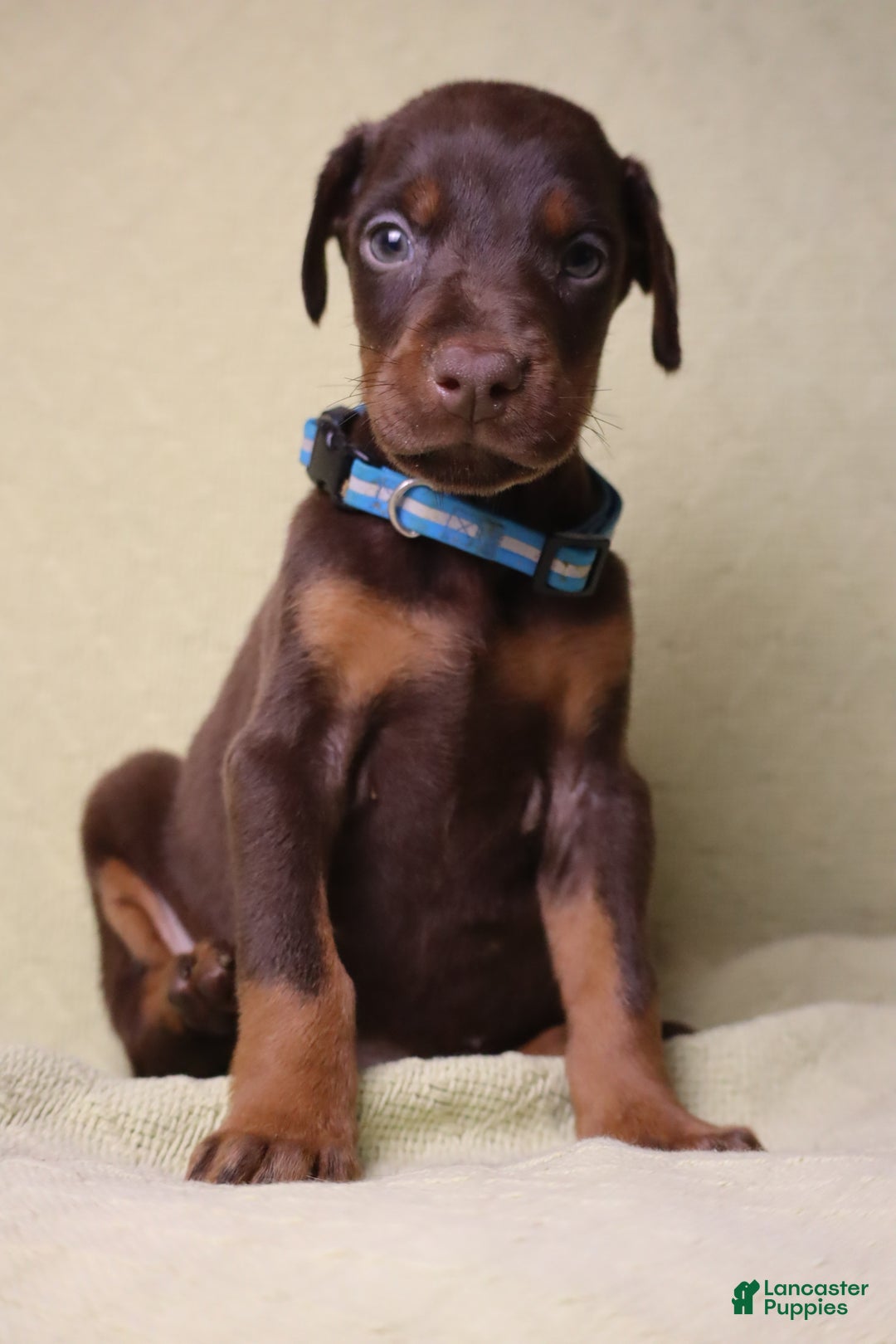 Doberman Pinscher dogs for sale: Hunter - Ad 7