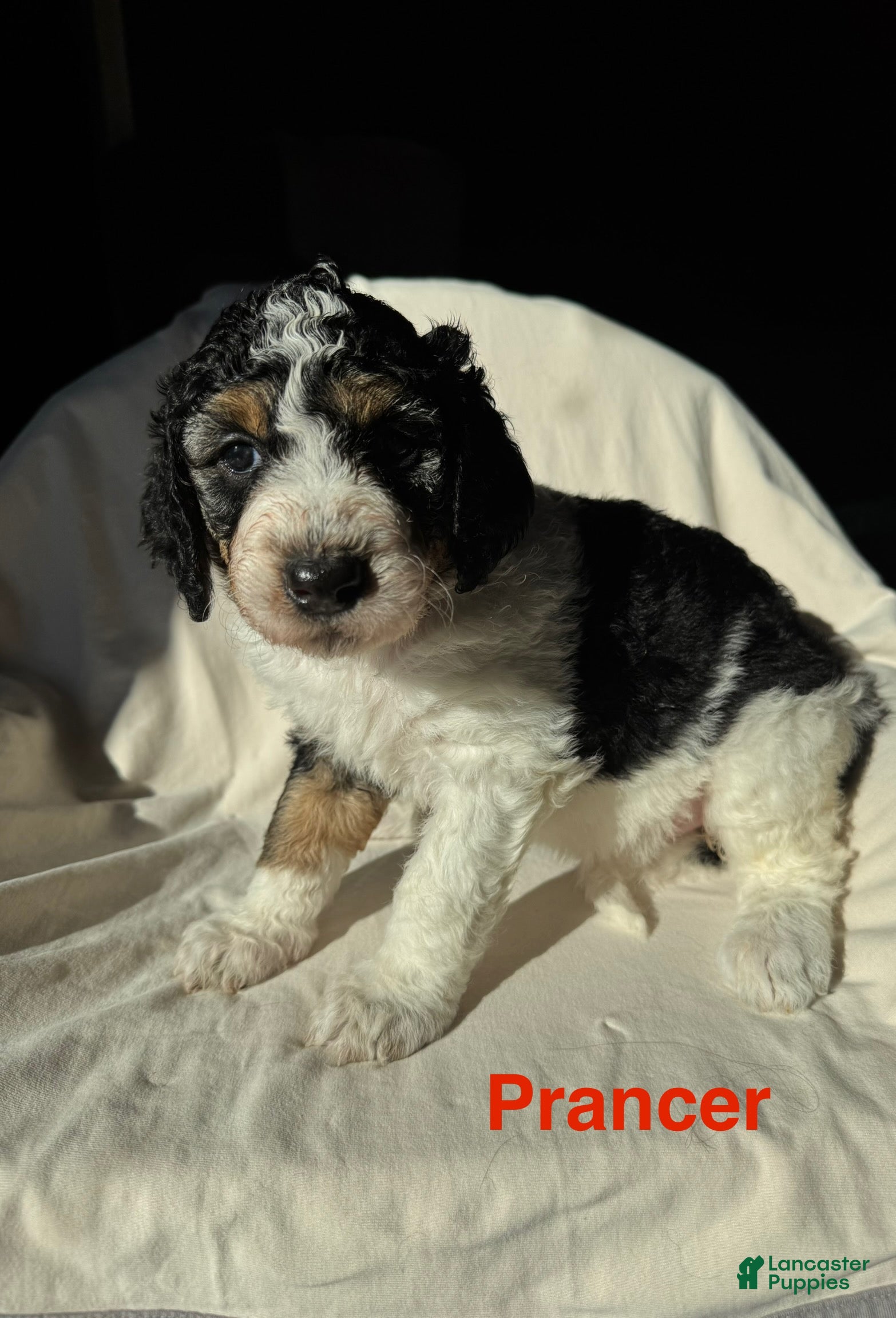 Bernedoodle dogs Bernedoodle Puppy 3 - Ad 18