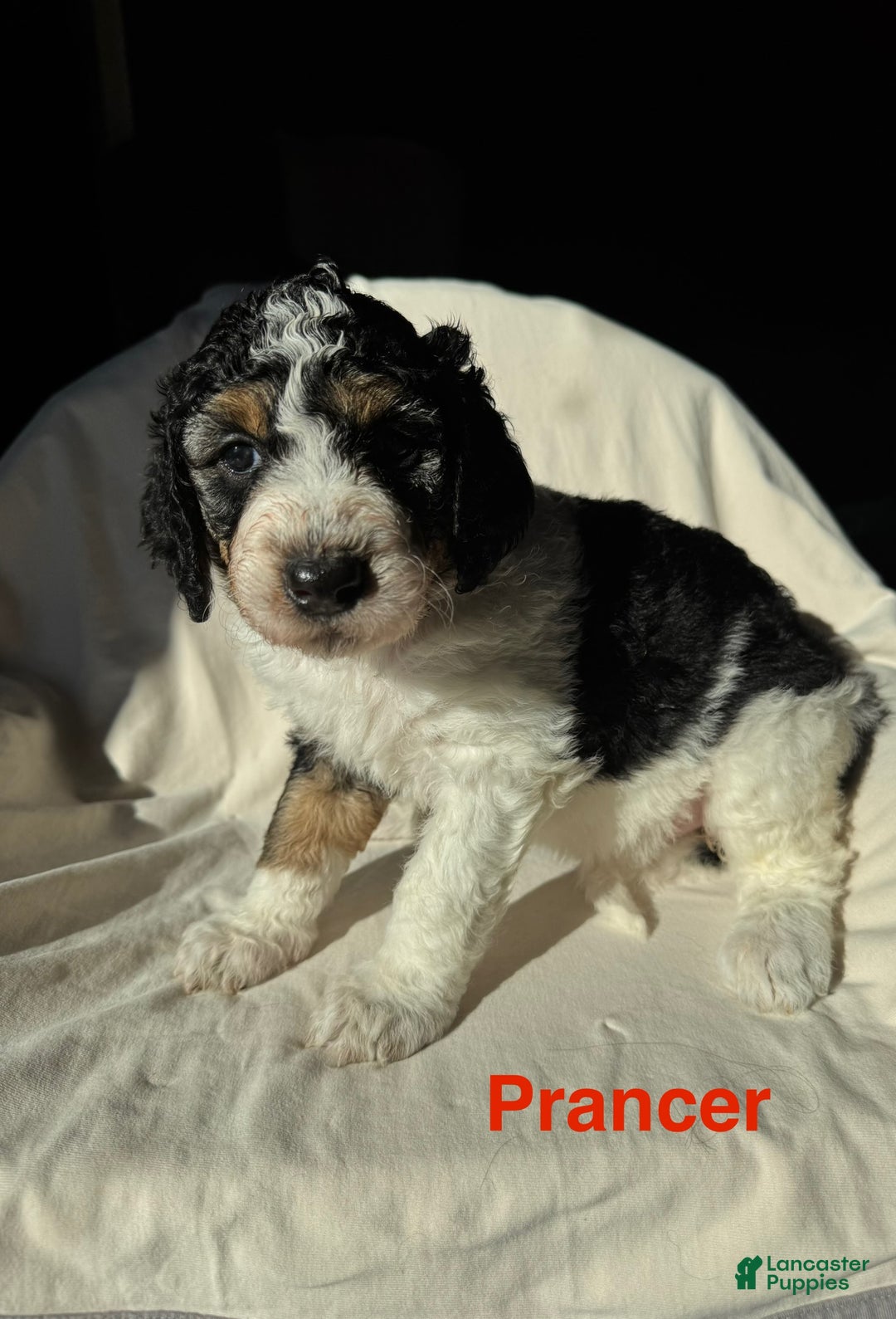 Bernedoodle dogs for sale: Bernedoodle Puppy 3 - Ad 1