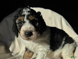 Bernedoodle dogs Bernedoodle Puppy 3 - Ad 12