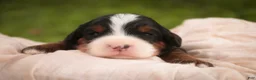 Bernedoodle dogs for sale: Sumit Miniature Bernedoodle  - Ad 11