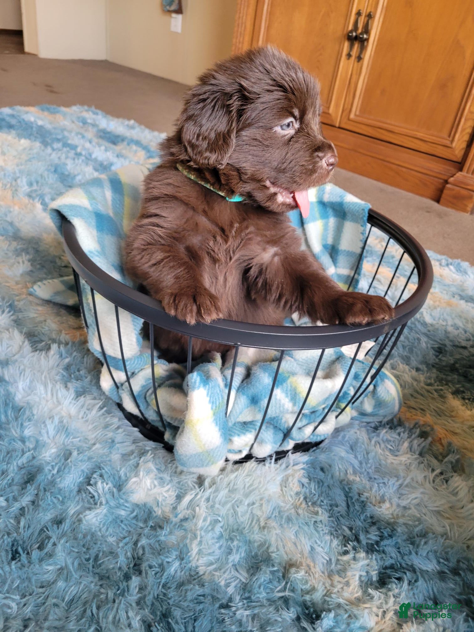 Newfoundland dogs for sale: Boy  - Ad 1