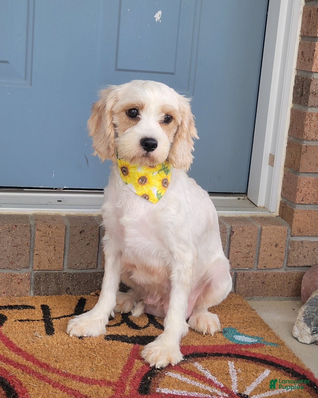 Cavapoo dogs for sale: Corbin - Ad 11