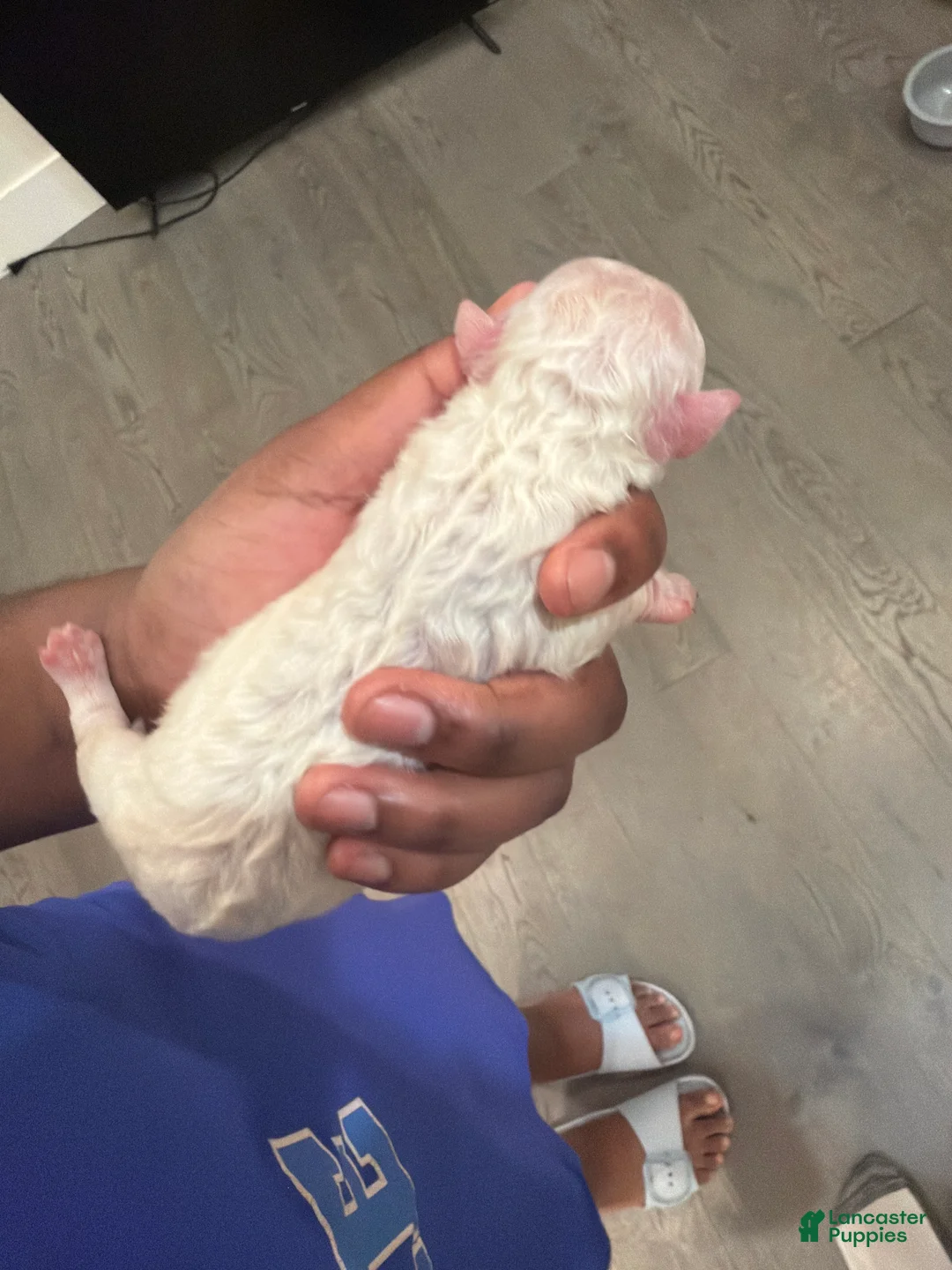 Mixed Breed dogs for sale: Mixed Breed 3 - Ad 2