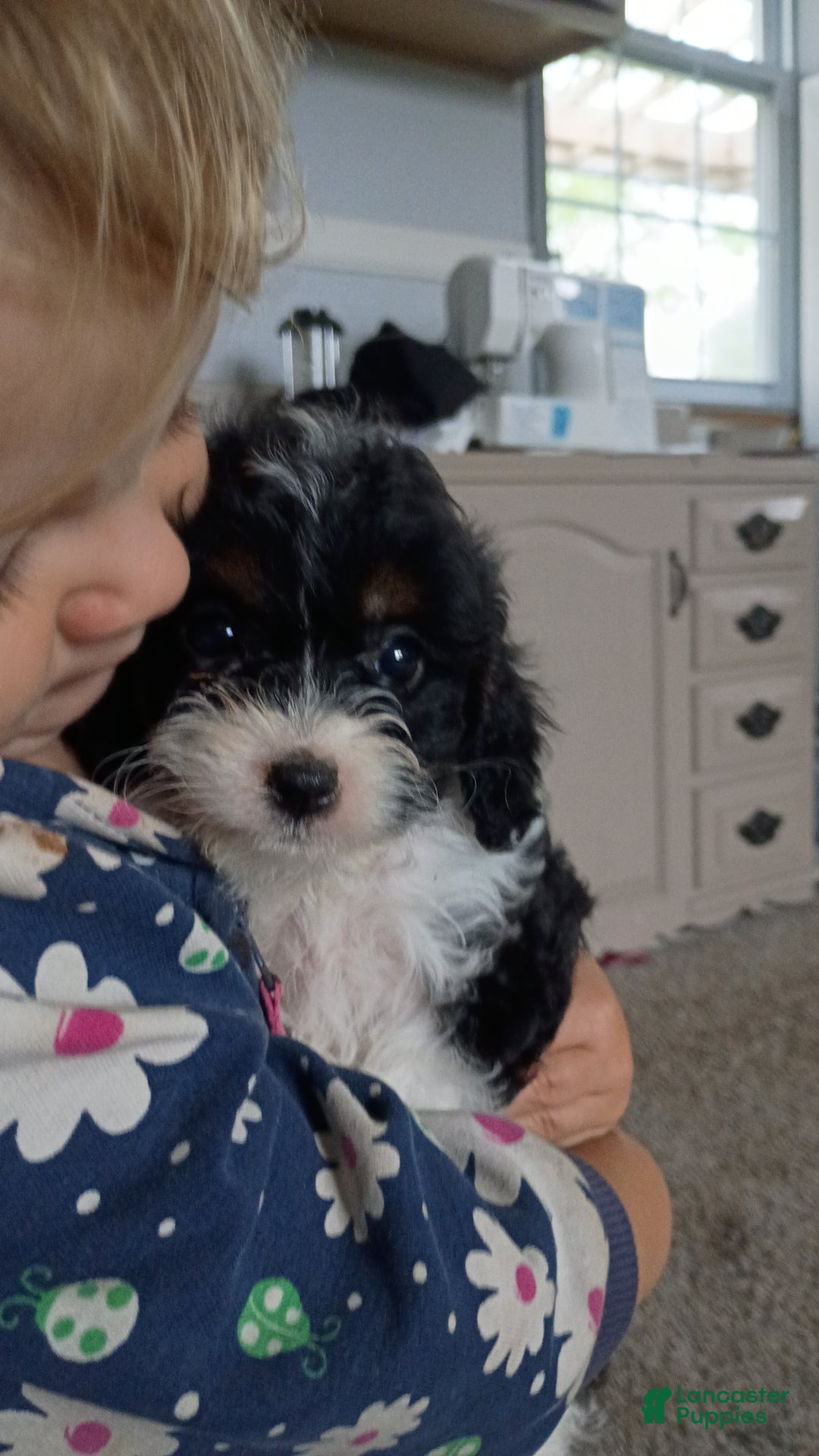Cavapoo dogs for sale: Sasha - Ad 18