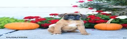 Boxer dogs for sale: Maverick - Ad 1