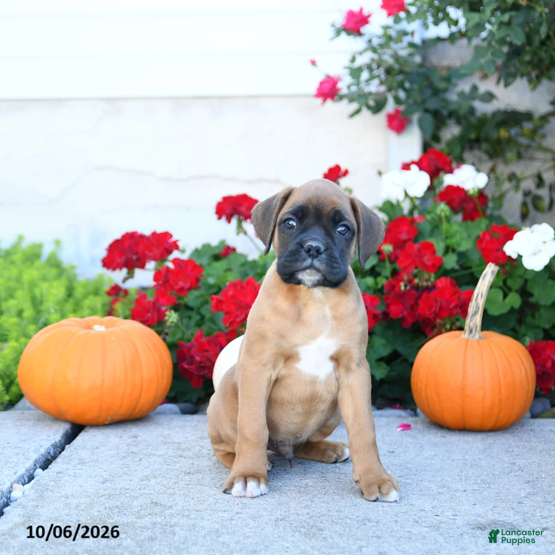 Boxer dogs for sale: Maverick - Ad 1