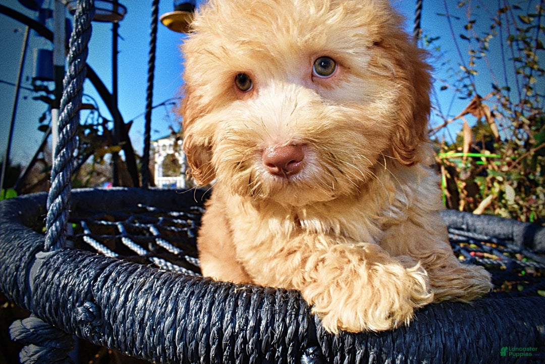 Havapoo dogs for sale: Ringo - Ad 5