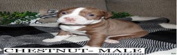 American Pit Bull Terrier dogs for sale: CHESTNUT - Ad 3