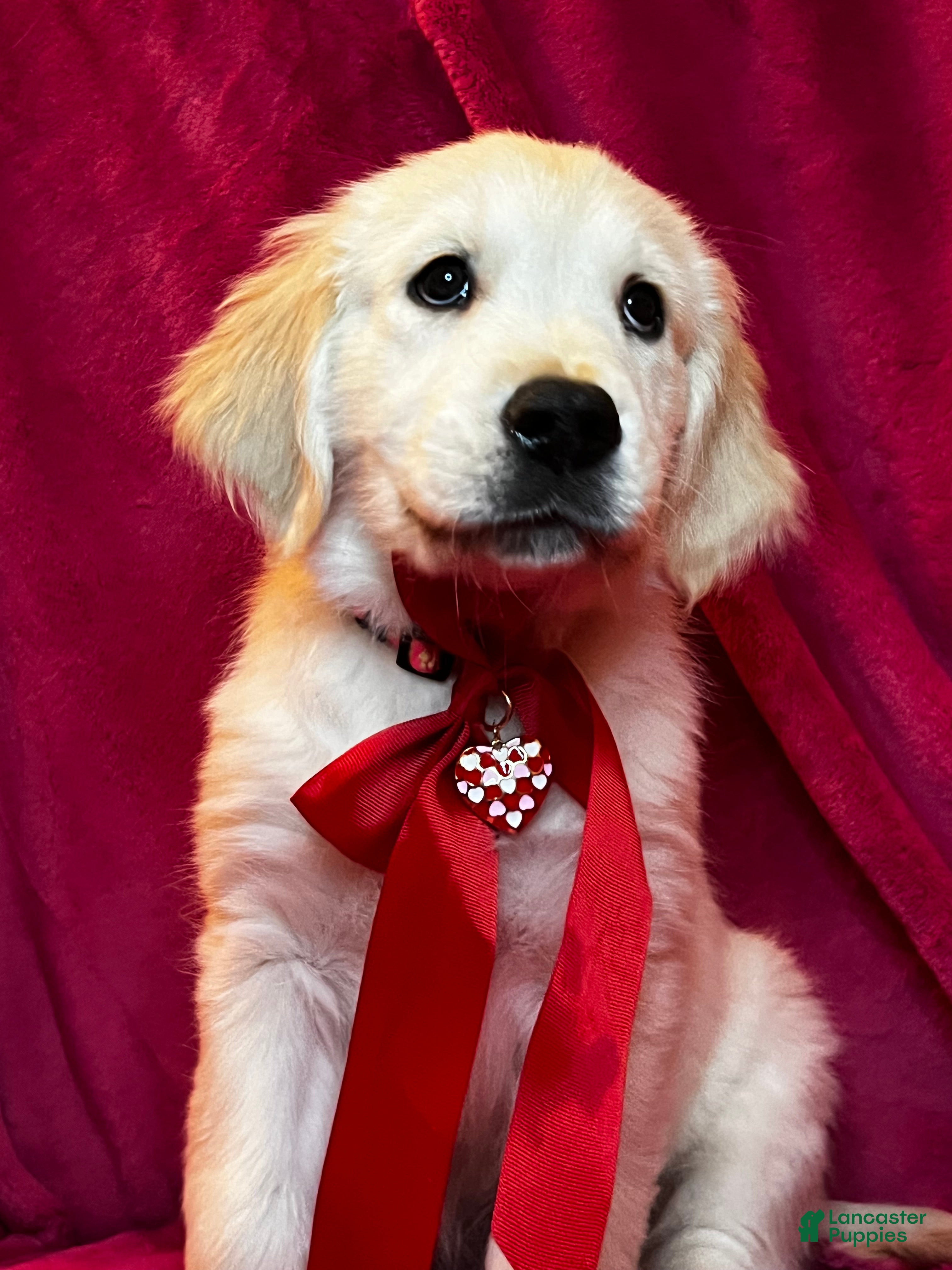 Goldador dogs English Cream Golden retrievers  - Ad 11