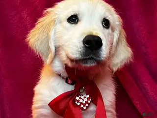 Goldador dogs English Cream Golden retrievers - Ad 11