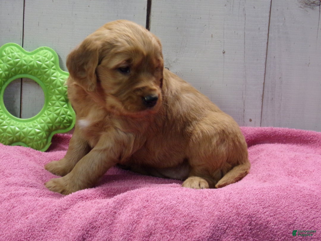Golden Retriever dogs for sale: Patsy - Ad 4