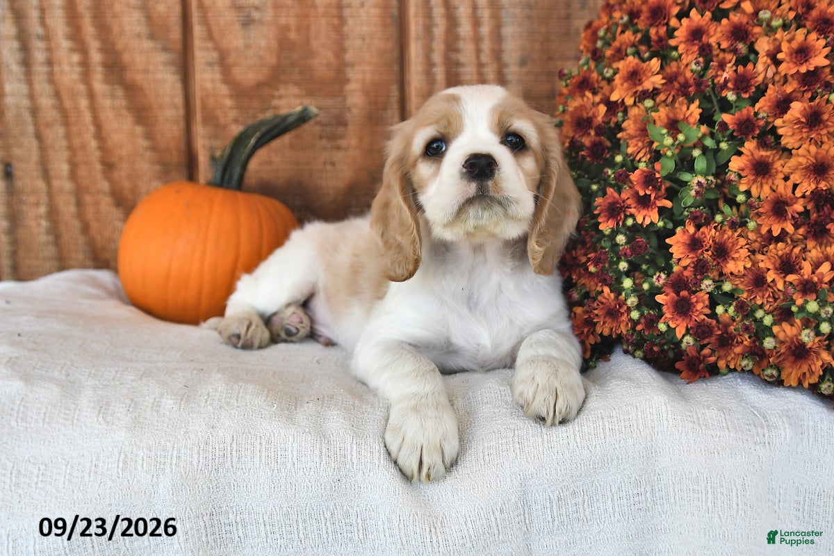 English Cocker Spaniel dogs Tanner - Ad 2