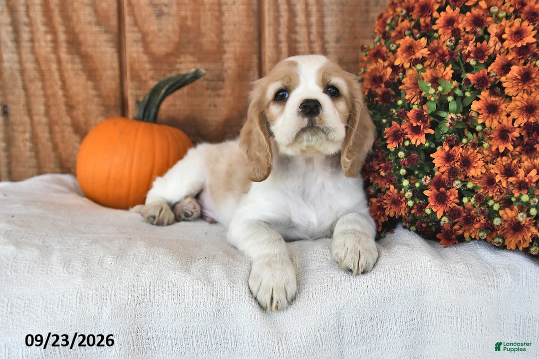 English Cocker Spaniel dogs for sale: Tanner - Ad 2
