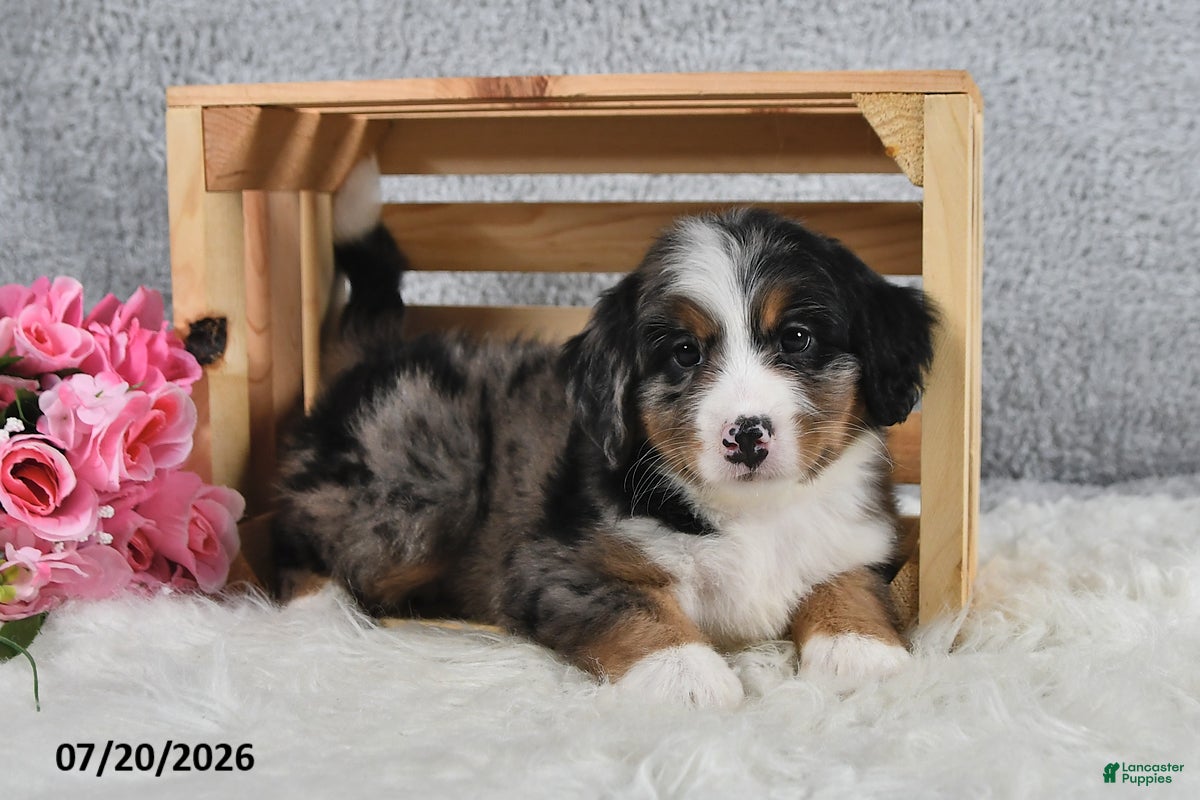 Mini Bernedoodle dogs Kaya - Ad 1