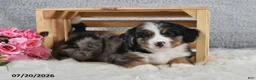 Mini Bernedoodle dogs for sale: Kaya - Ad 1