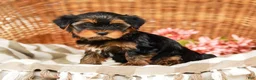 Yorkshire Terrier dogs for sale: Gumdrop AKC Champion Bloodline - Ad 5