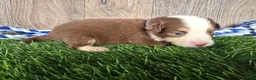 Toy Australian Shepherd dogs for sale: Boy 4 - Ad 1