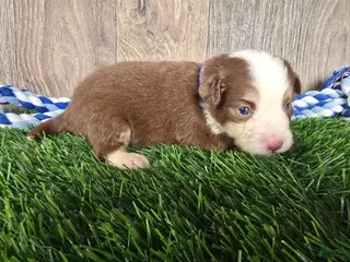 Toy Australian Shepherd dogs Boy 4 - Ad 5