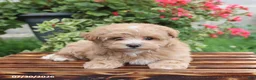Maltipoo dogs for sale: Hershey - Ad 4