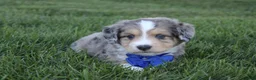 Mini Aussiedoodle dogs for sale: Kody 💎 - Ad 6