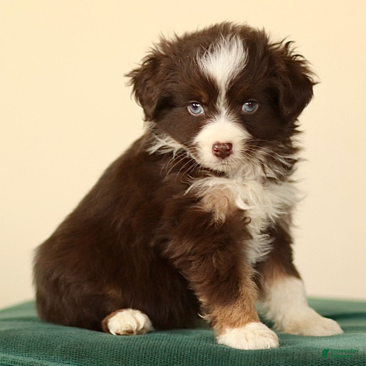Miniature Australian Shepherd dogs Indian - Ad 33