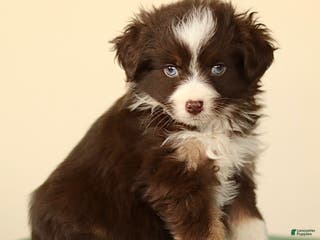 Miniature Australian Shepherd dogs Indian - Ad 33