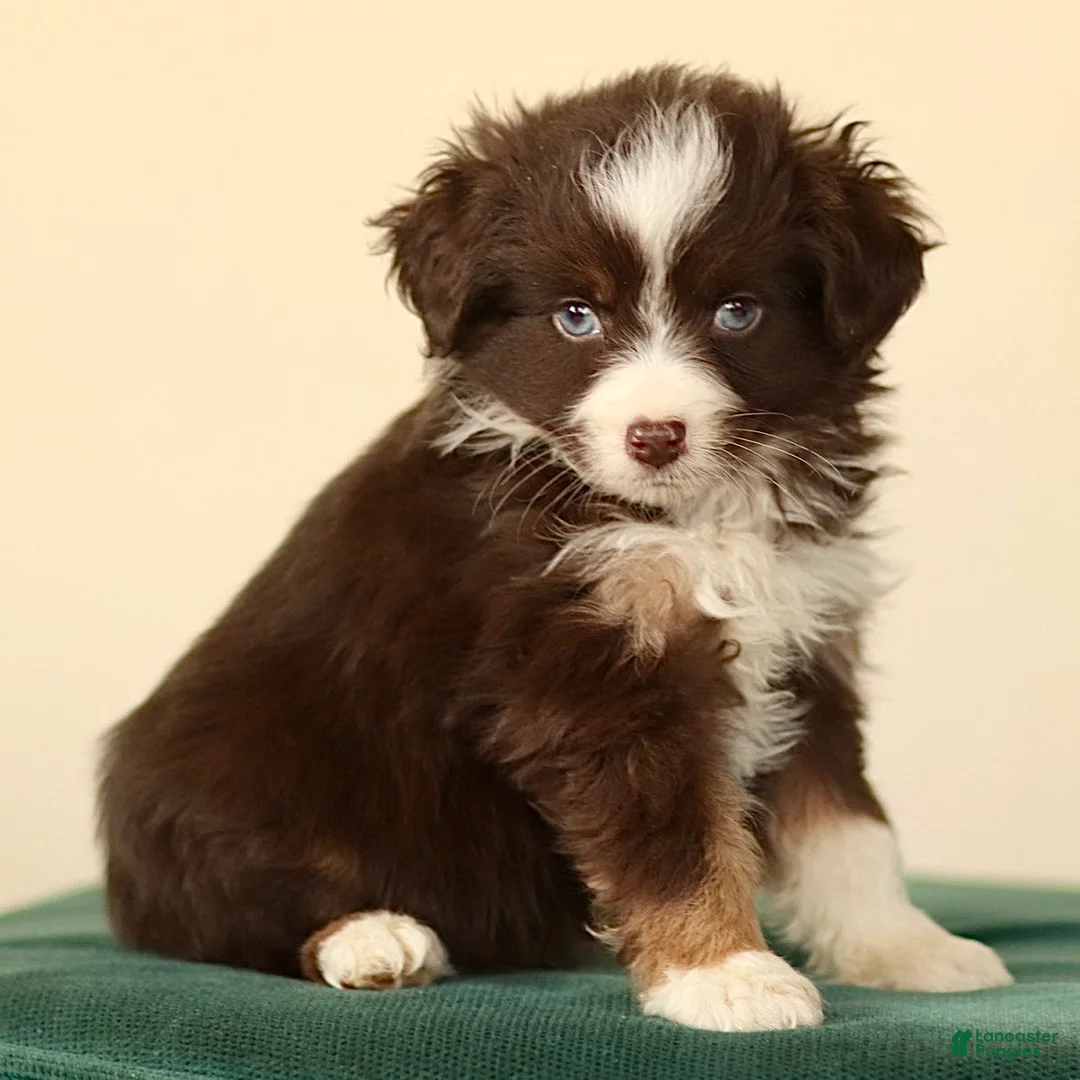 Miniature Australian Shepherd dogs for sale: Indian - Ad 1
