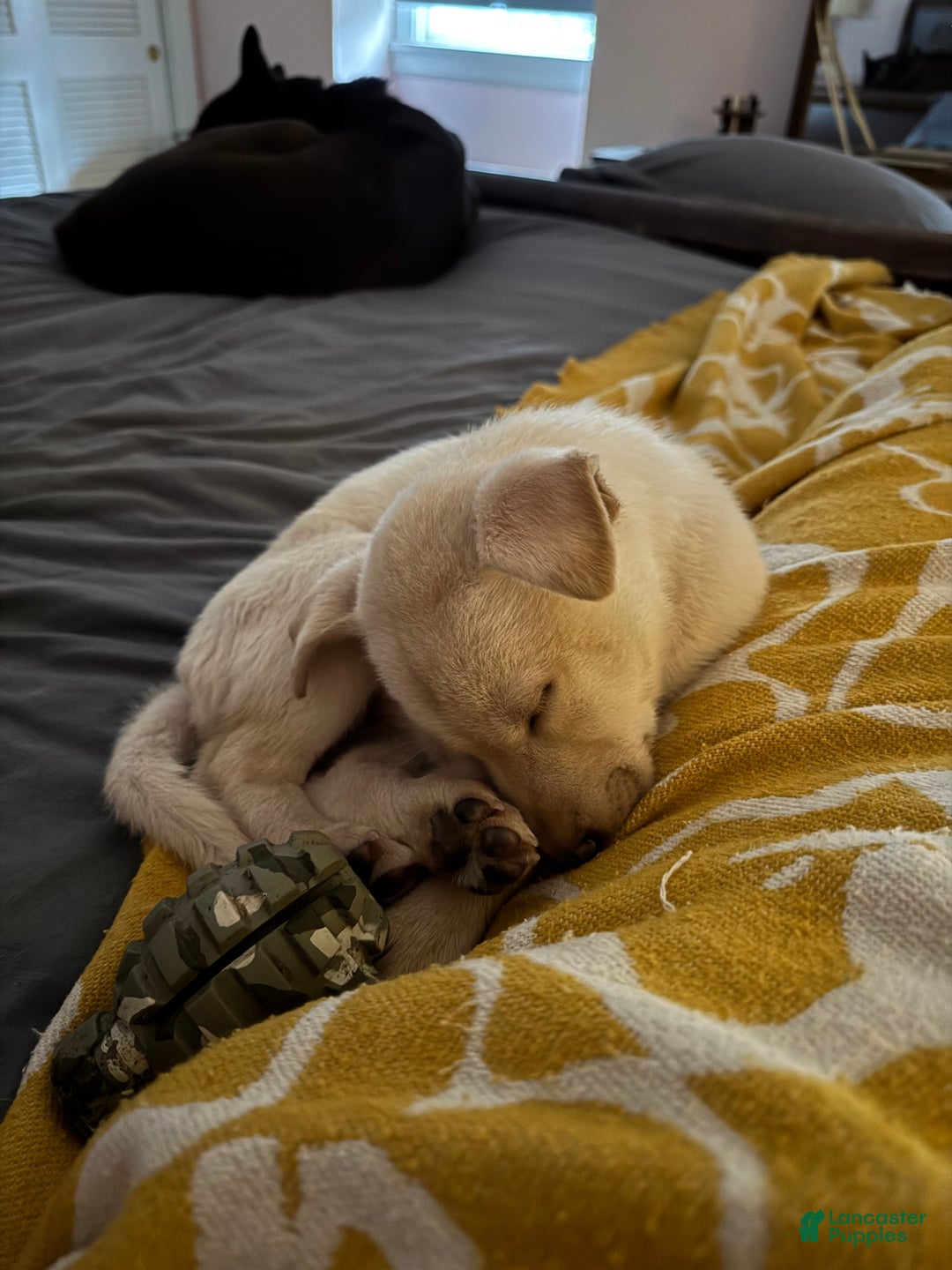 Mixed Breed dogs for sale: Puppy 1  - Ad 1