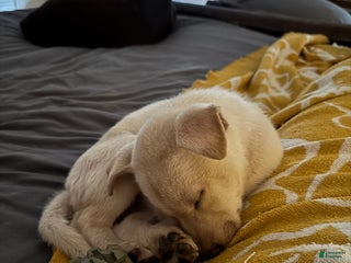 Mixed Breed dogs Puppy 1 - Ad 20