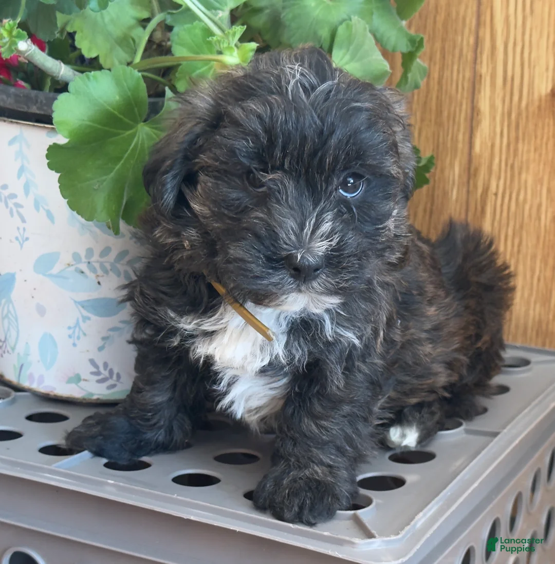 Morkie dogs for sale: Smoky - Ad 5