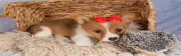Welsh Corgi Pembroke dogs for sale:  Brusier 🐶 - Ad 5