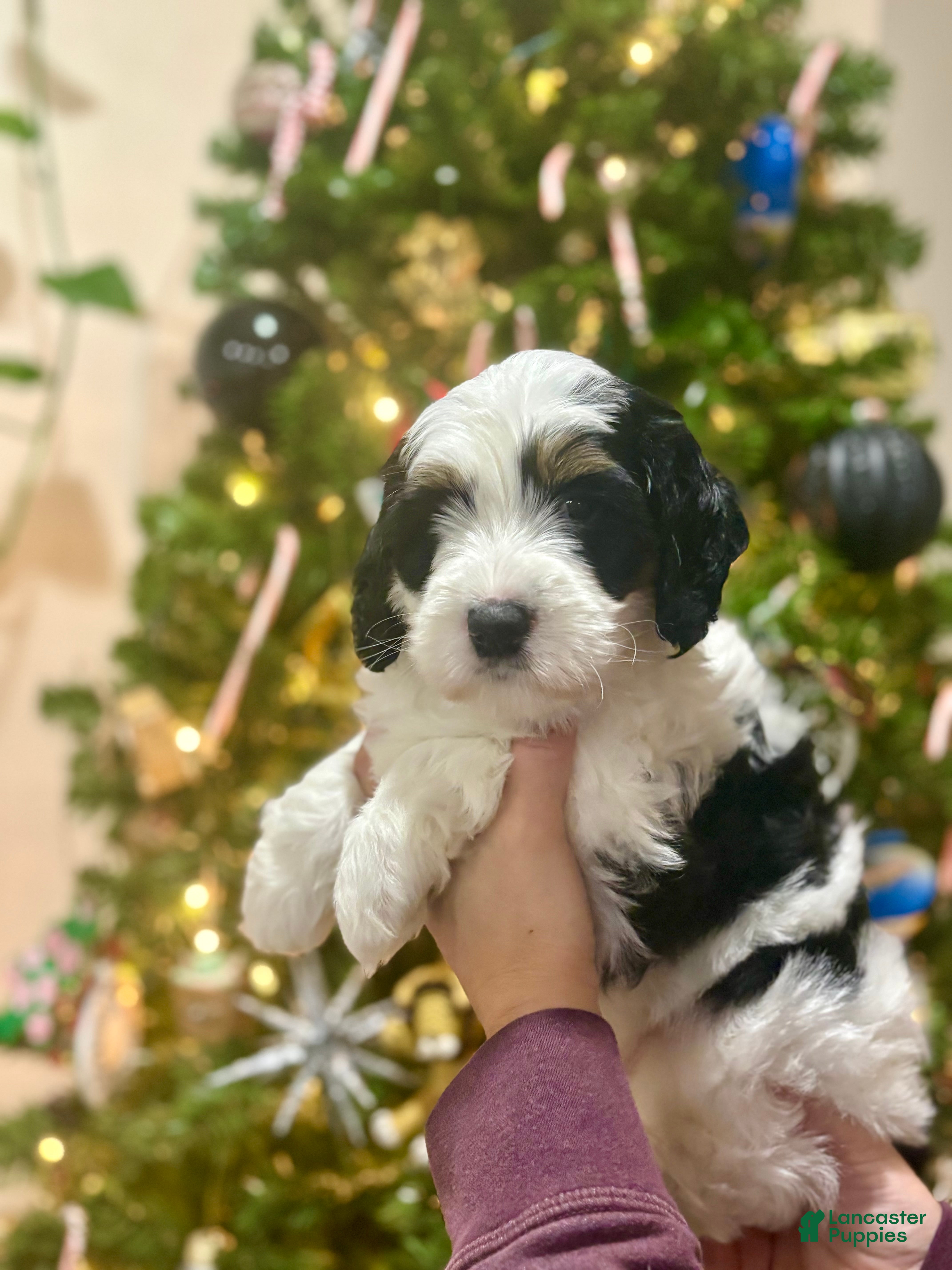 Mini Bernedoodle dogs Mini Bernedoodle Puppy 1 - Ad 4