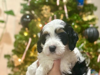 Mini Bernedoodle dogs Mini Bernedoodle Puppy 1 - Ad 36