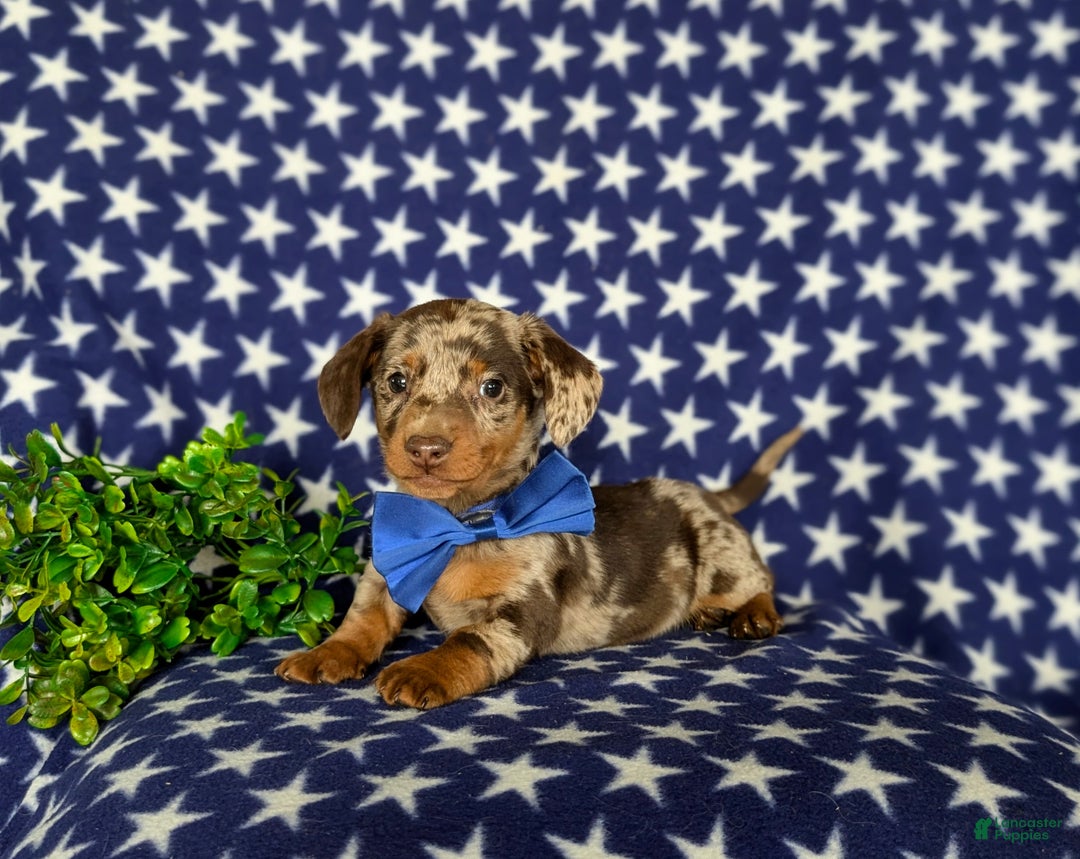 Miniature Dachshund dogs for sale: Vaughn - Ad 10