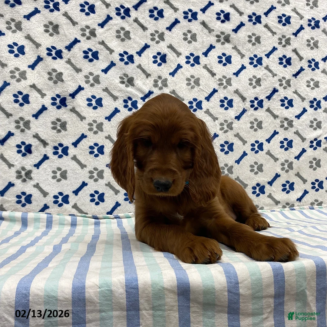 Irish Setter dogs for sale: Penny - Ad 2