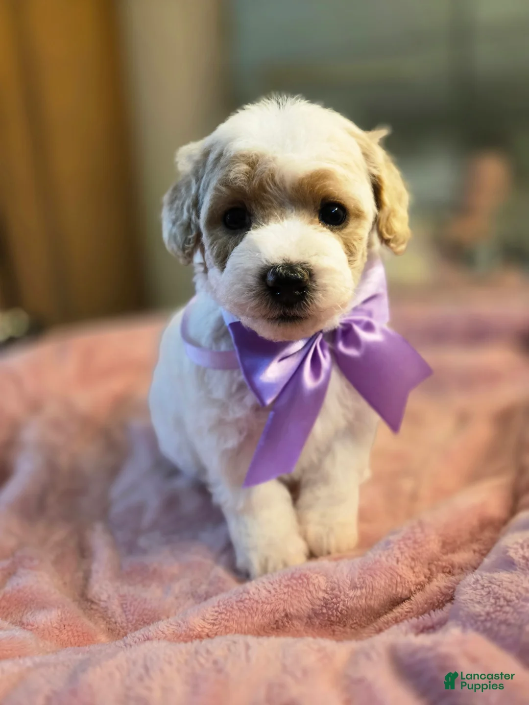 Miniature Poodle dogs for sale: Dancer - Ad 2