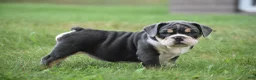 Beabull dogs for sale: Indy - Ad 4