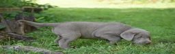 Labrador Retriever dogs for sale: Thunder - Ad 6