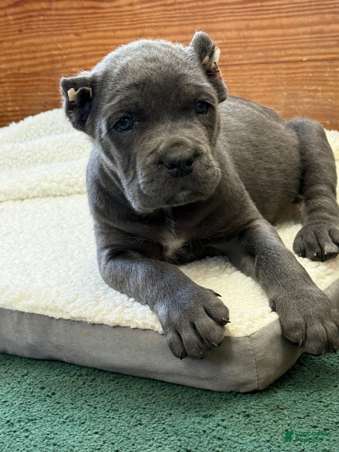 Cane Corso dogs for sale: Bella - Ad 3