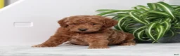 Mini Goldendoodle dogs for sale: Arlis - Ad 5