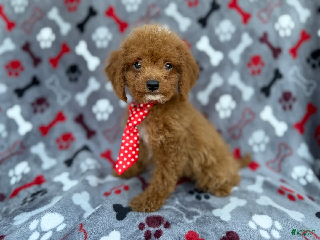 Cockapoo dogs for sale: Dasher - Ad 1