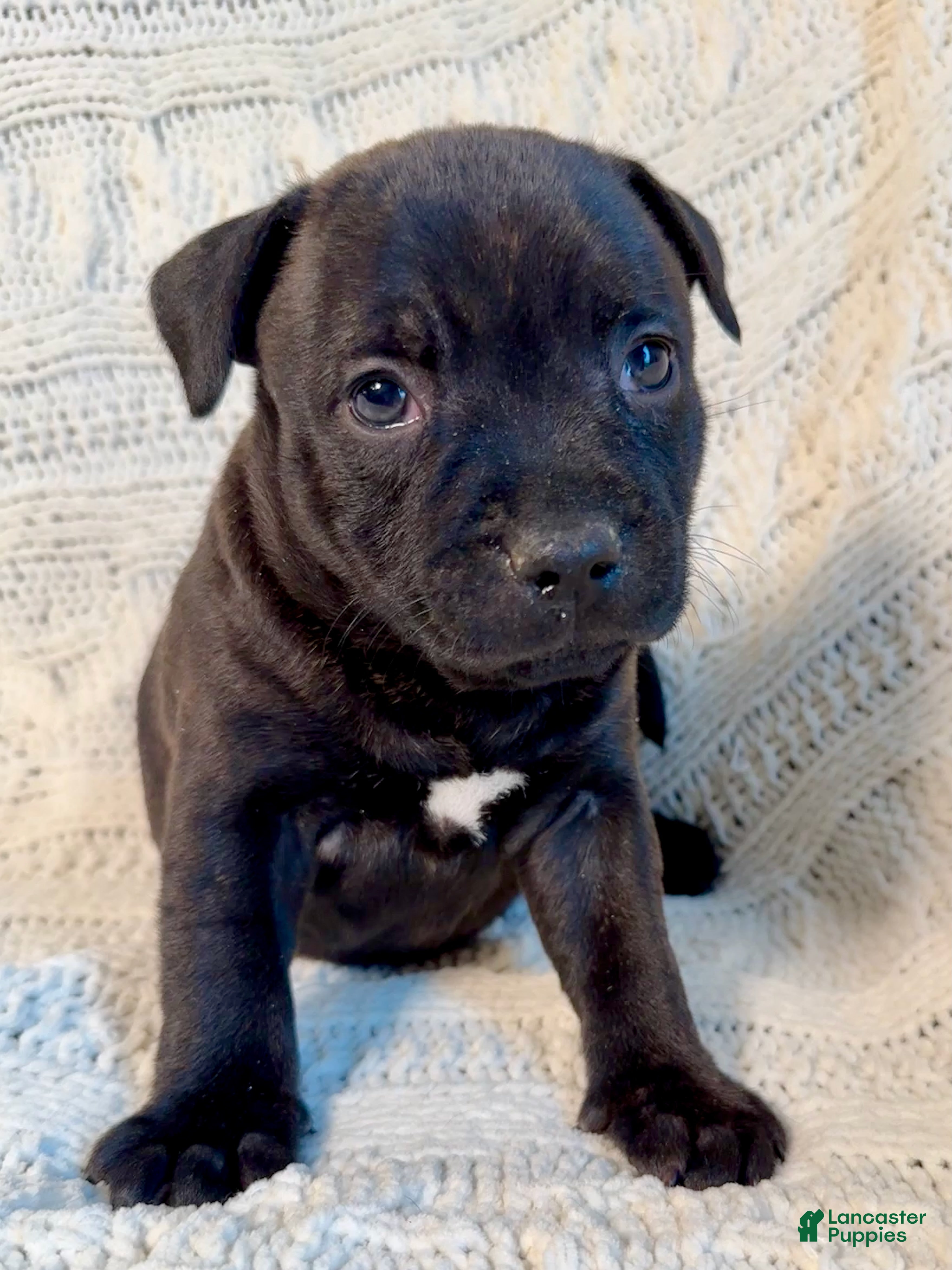Staffordshire Bull Terrier dogs Staffordshire Bull Terrier Puppy 3 - Ad 6