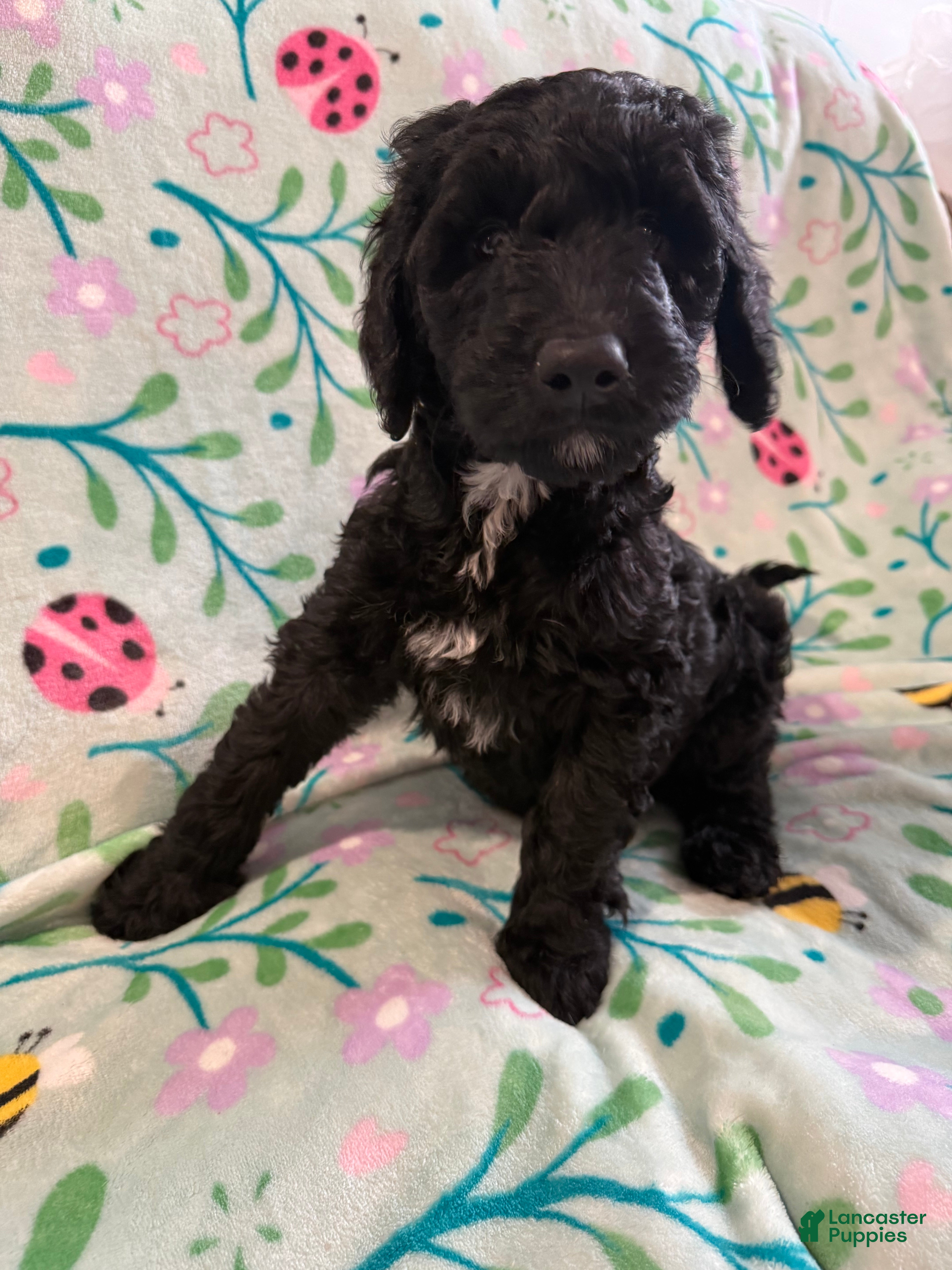 Goldendoodle dogs Oreo - Ad 2