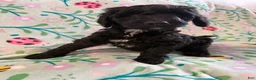 Goldendoodle dogs for sale: Oreo - Ad 2