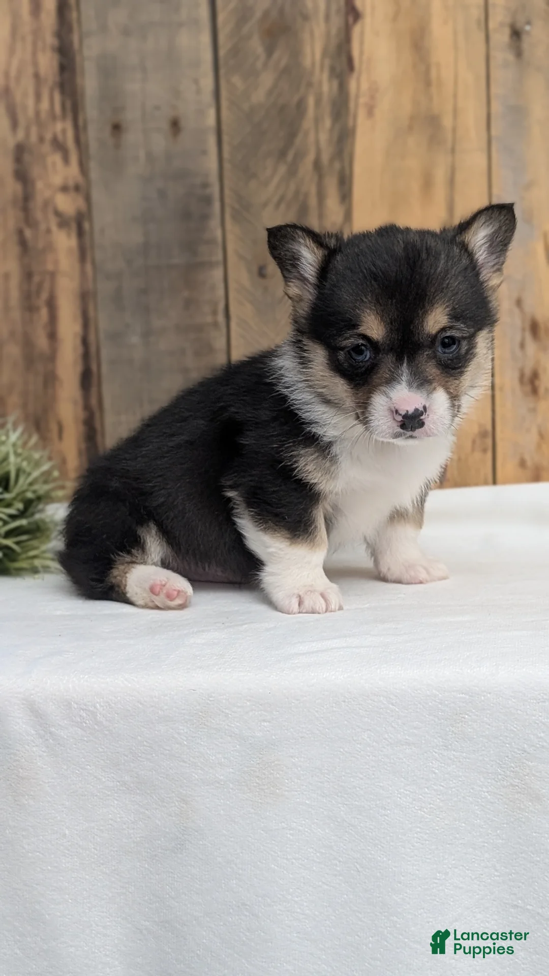Welsh Corgi Pembroke dogs for sale: Finn  - Ad 9