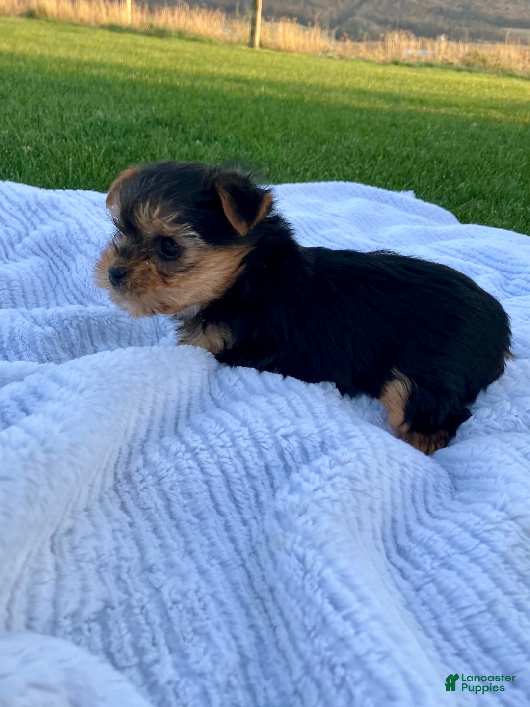 Yorkshire Terrier dogs for sale: Belle - Ad 6