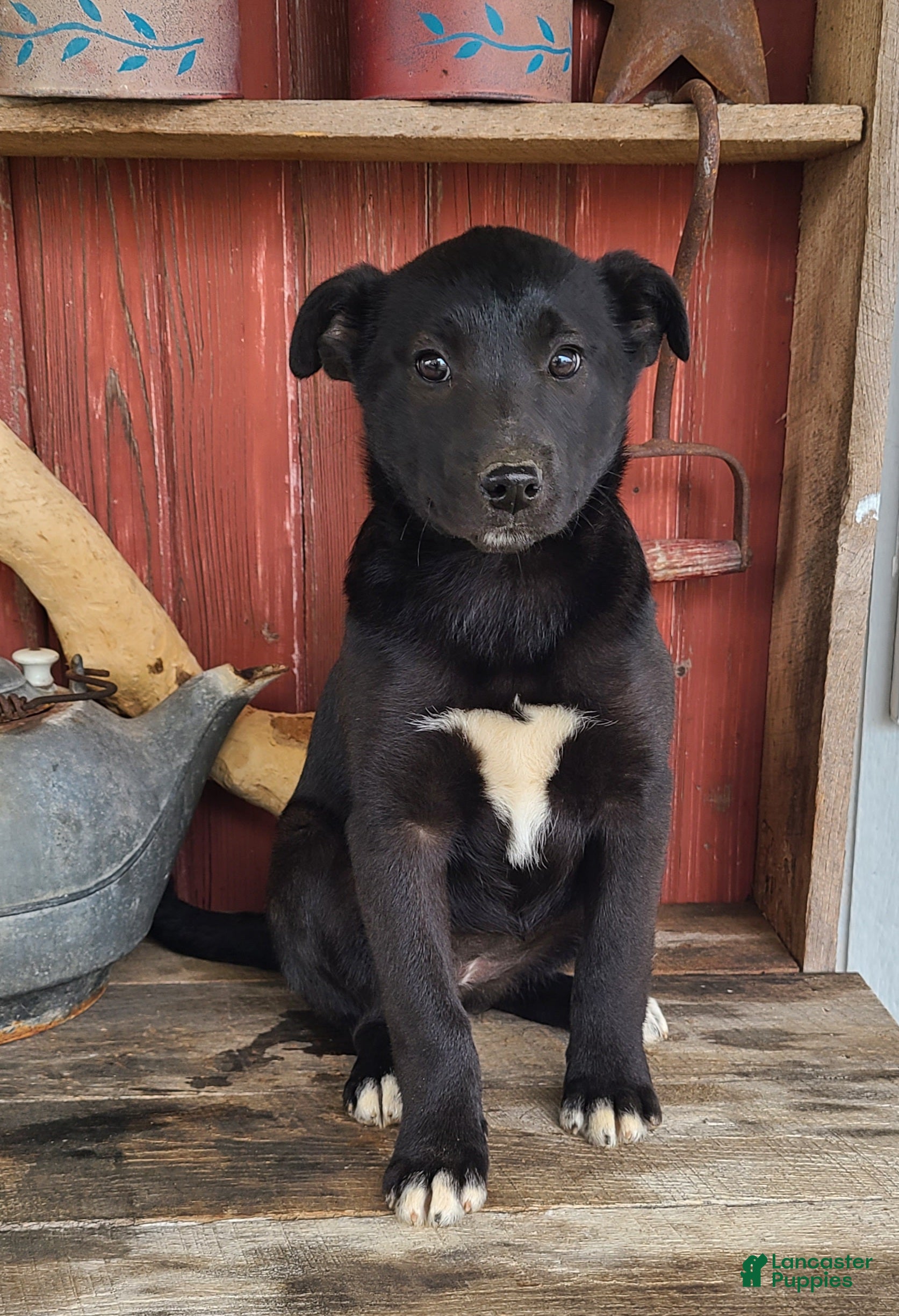 Mixed Breed dogs Mixed Breed Puppy 4 - Ad 1