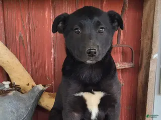 Mixed Breed dogs for sale: Mixed Breed Puppy 4 - Ad 4