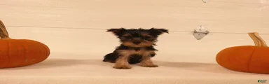 Abby 